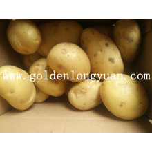 Fresh New Crop Potato amarelo e pele limpa